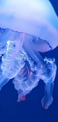 Jellyfish Water Marine Invertebrates Live Wallpaper