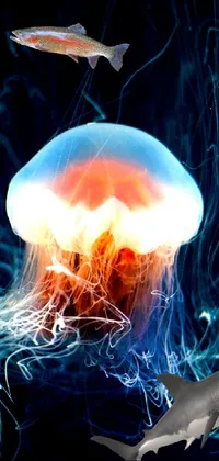 Jellyfish Water Nature Live Wallpaper