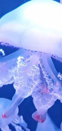 Jellyfish Water White Live Wallpaper