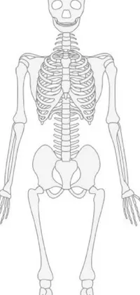 This phone live wallpaper features a striking line drawing of a human skeleton, showcased bone to bone in the lower body