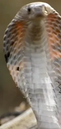 King Cobra Beak Bird Live Wallpaper
