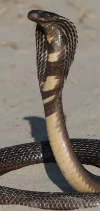 King Cobra Snake Reptile Live Wallpaper