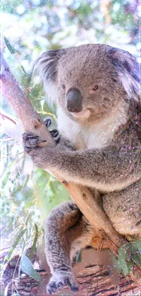 Koala Branch Plant Live Wallpaper