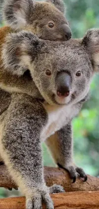 Koala Fawn Plant Live Wallpaper
