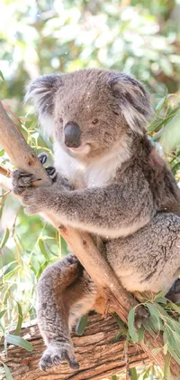 Koala Head Eye Live Wallpaper