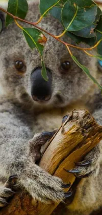 Koala Nature Plant Live Wallpaper