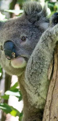Koala Plant Branch Live Wallpaper