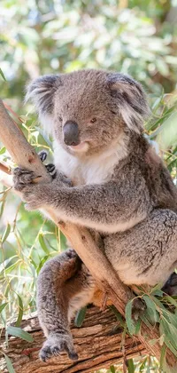 Koala Plant Branch Live Wallpaper