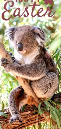 Koala Plant Fawn Live Wallpaper