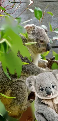 Koala Plant Green Live Wallpaper