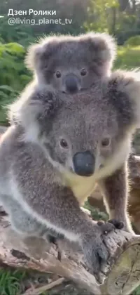 Koala Plant Terrestrial Animal Live Wallpaper