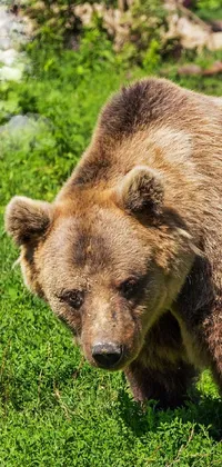 Kodiak Bear Brown Bear Grizzly Bear Live Wallpaper