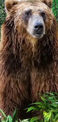 Kodiak Bear Green Nature Live Wallpaper