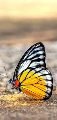 This colorful live phone wallpaper features a stunningly detailed butterfly sitting on the ground with small yellow insects fluttering about in the background once set to your device's screen
