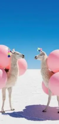 This fun phone live wallpaper showcases two llamas and pink balloons in the desert, adding a playful touch to your device's design