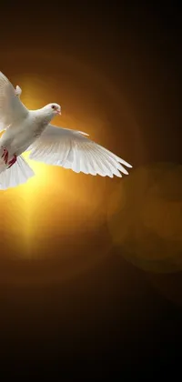 This phone live wallpaper features a majestic white bird soaring in the sky against a dark background, illuminated by bursts of radiant holy light