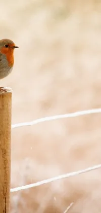 This live phone wallpaper showcases a realistic bird perched atop a wooden post