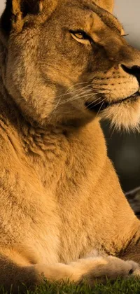 This phone live wallpaper features a breathtaking lion lounging on a green grass field at dusk