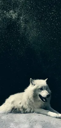 Experience the beauty of nature with this stunning phone live wallpaper featuring a white dog lying atop a snow-covered hill