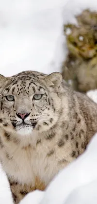 The Snow Leopard Live Wallpaper showcases a magnificent close-up of a snow leopard in its natural habitat, captured by a talented wildlife photographer