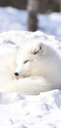 This live wallpaper captures the serene beauty of a white fox resting in the snow next to a tall tree