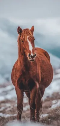 This live phone wallpaper showcases a brown horse on top of a snow-covered field