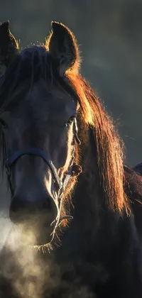 This horse live wallpaper features a close-up of a majestic equine wearing a bridle