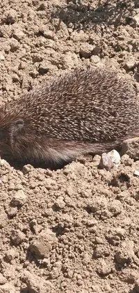 This phone live wallpaper showcases a cute brown animal relaxing in the desert