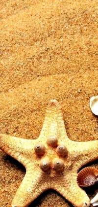 This high-quality live wallpaper showcases a stunning starfish resting on a sandy beach
