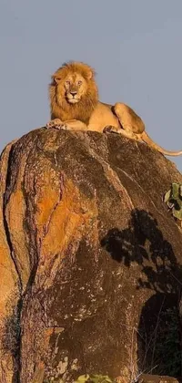 This stunning live phone wallpaper features two Kenyan lions perched atop a massive rocky terrain in 2020