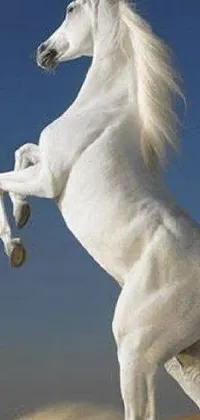 This white horse phone live wallpaper portrays a strong and majestic equine standing on its hind legs in the desert