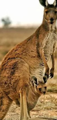 This lively phone wallpaper features a majestic kangaroo standing firm on the gritty dirt, towering above smaller creatures