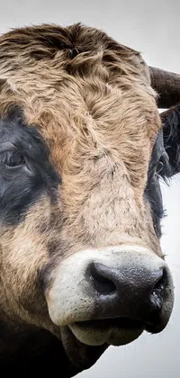 Experience country charm with this stunning live phone wallpaper featuring a close-up shot of a cow's face against a cloudy sky