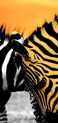 This live wallpaper features two zebras standing close to each other in a yellow-orange op art background