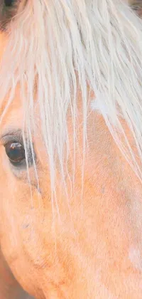 Get mesmerized by this stunning phone live wallpaper featuring a close-up of a horse's face