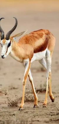This live wallpaper showcases a stunning gazelle standing in the dirt, embellished with pastel tones that are currently trending on Pixabay