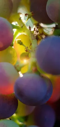Lavender Colorfulness Fruit Live Wallpaper