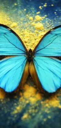 This stunning live phone wallpaper features a blue butterfly sitting on the ground