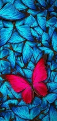 This phone live wallpaper boasts a striking digital art image of a vibrant red butterfly resting on several blue butterflies, set against a tranquil blue and pink background