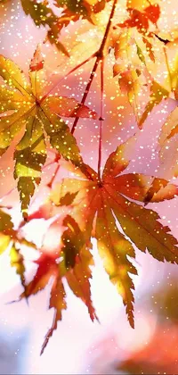 This phone live wallpaper boasts stunning autumn colors with a close-up shot of a maple tree's leaves