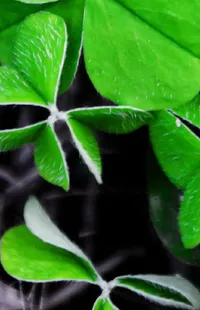 Leaf Botany Organism Live Wallpaper
