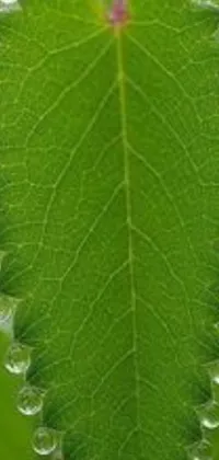 Leaf Botany Plant Live Wallpaper
