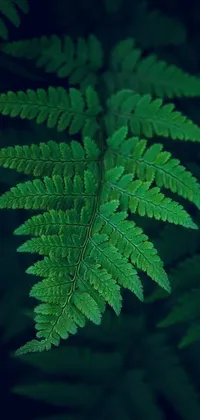 Leaf Botany Terrestrial Plant Live Wallpaper