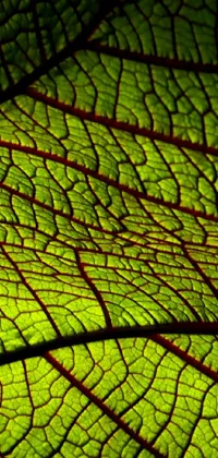 This phone live wallpaper depicts a stunning close-up of a vibrant green leaf