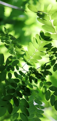 Leaf Botany Twig Live Wallpaper