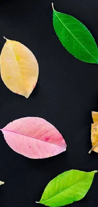 This live phone wallpaper features a vivid collection of multi-colored leaves depicted against a dark black background
