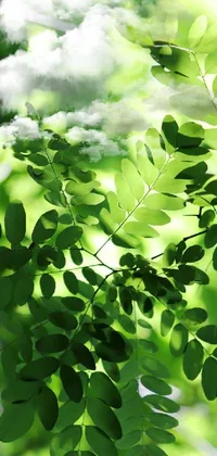 Leaf Branch Botany Live Wallpaper