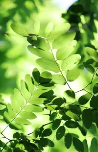 Leaf Branch Twig Live Wallpaper
