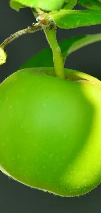 Leaf Food Vegetable Live Wallpaper