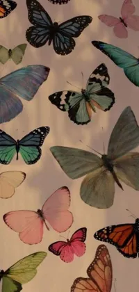 This live wallpaper for your phone is a beautiful depiction of a wall covered in multicolored butterflies